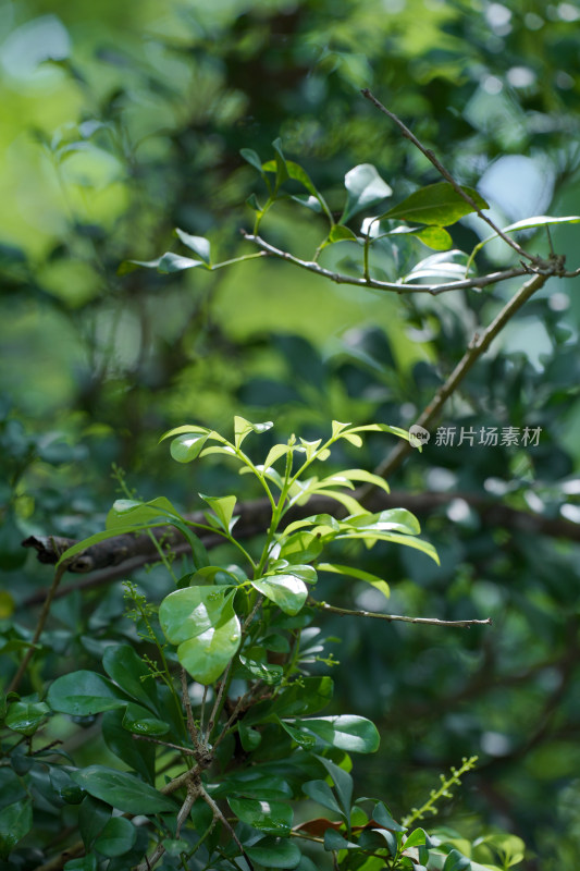 生长的植物叶子