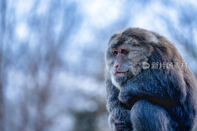 川西海螺沟的野生动物藏酋猕猴冬季特写