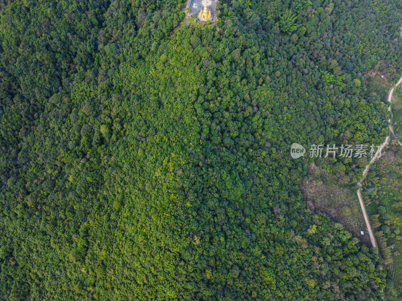 航拍绿意盎然的茂密森林景象