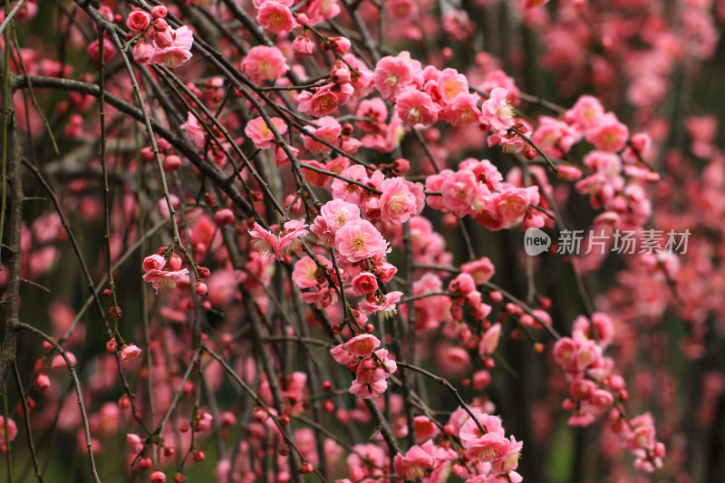 粉红色春梅花海实拍背景