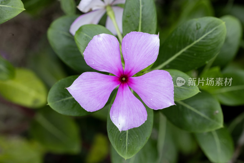 长春花朵特写