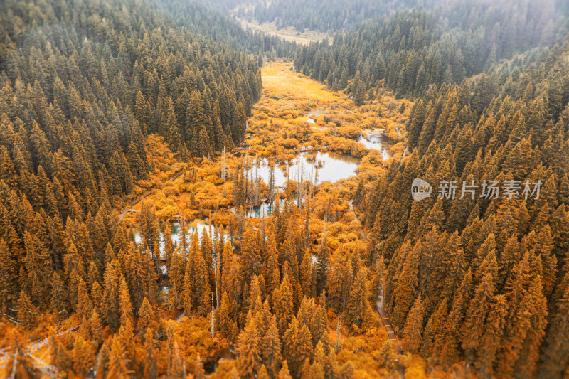 秋色湖泊与松林