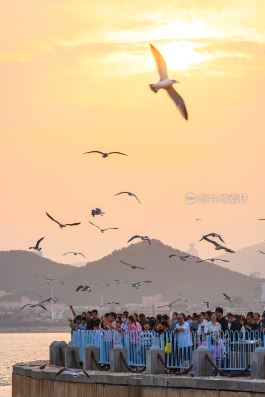 海边人群围观海鸥飞翔的热闹景象