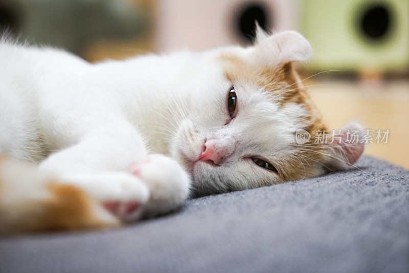 卷耳猫躺在垫子上休息