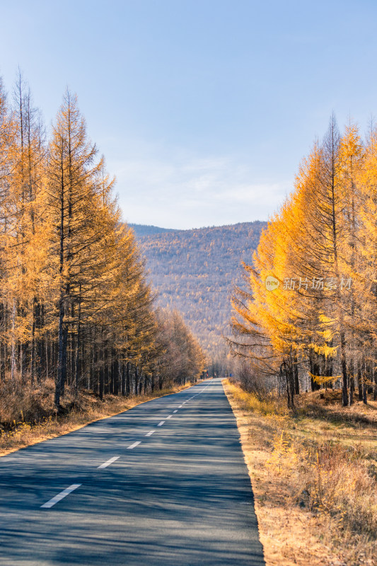 秋季森林道路风景