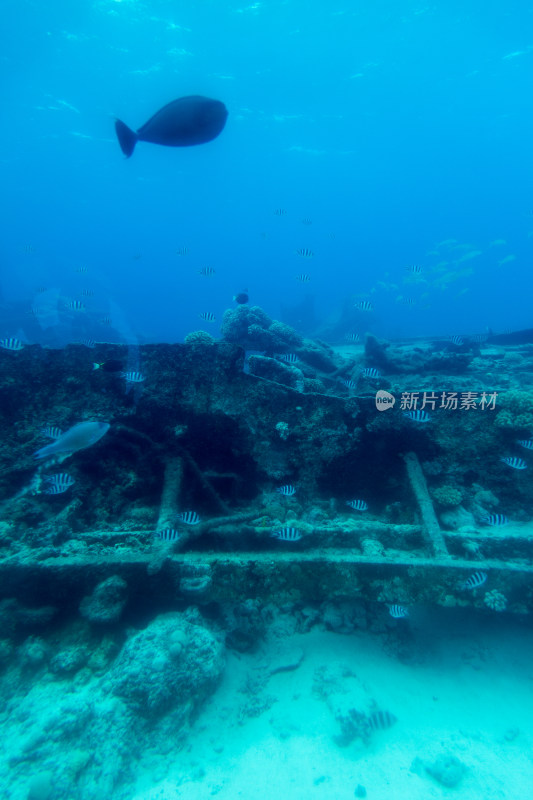 塞班岛水下风光