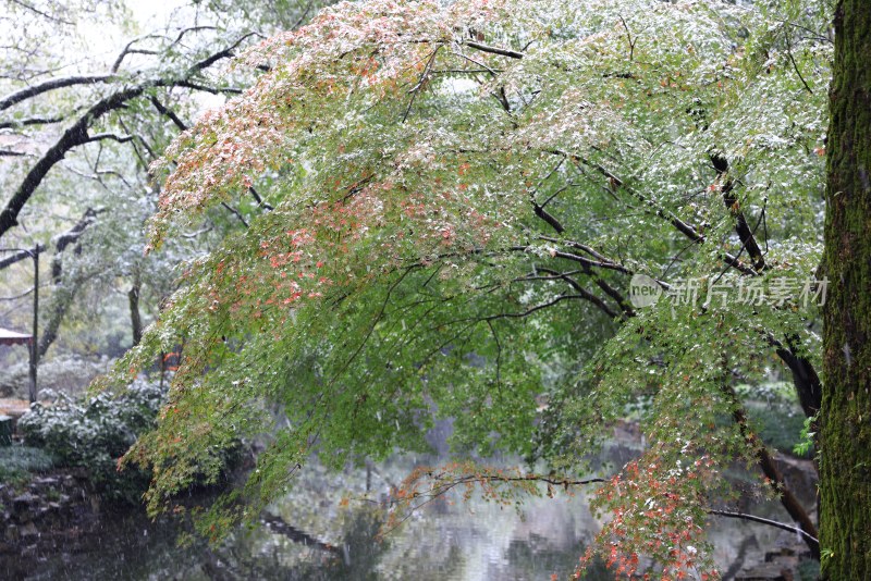 西湖花港观鱼由绿变红的枫树