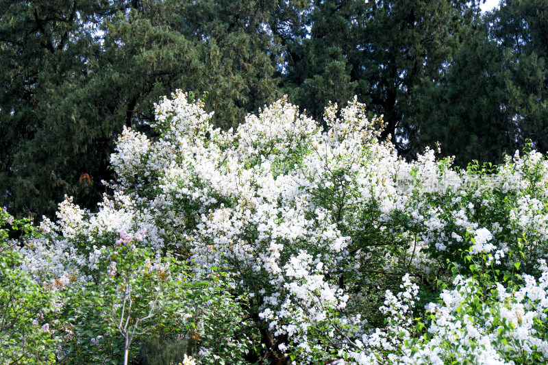 白色丁香花