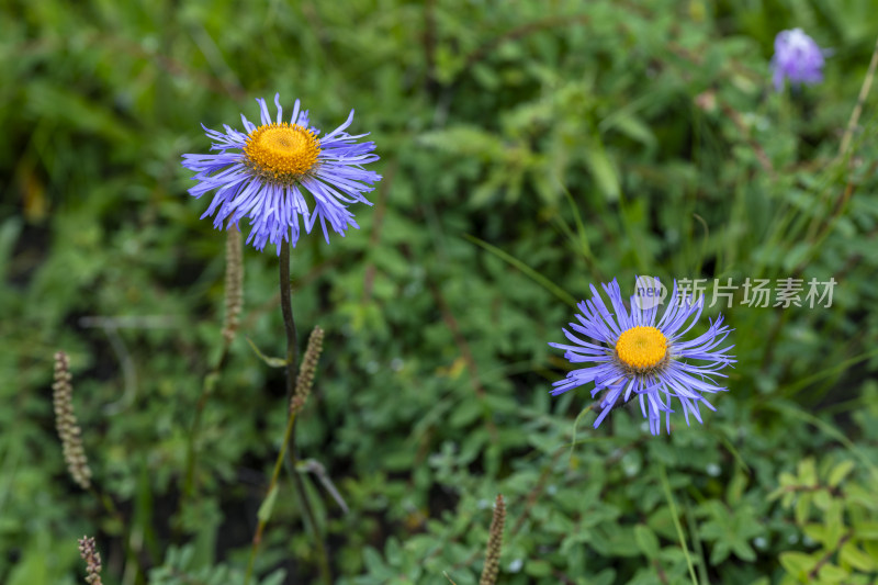 夏季若尔盖草原上盛开的萎软紫菀花朵