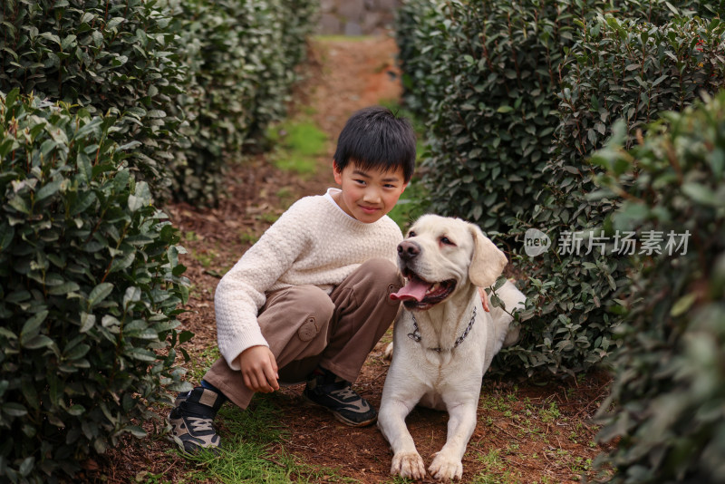 一个中国小男孩和他的宠物拉布拉多犬