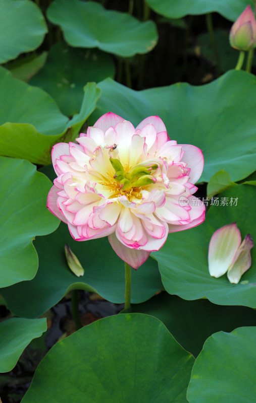 夏日炎炎池塘里盛开荷花随风送来香气