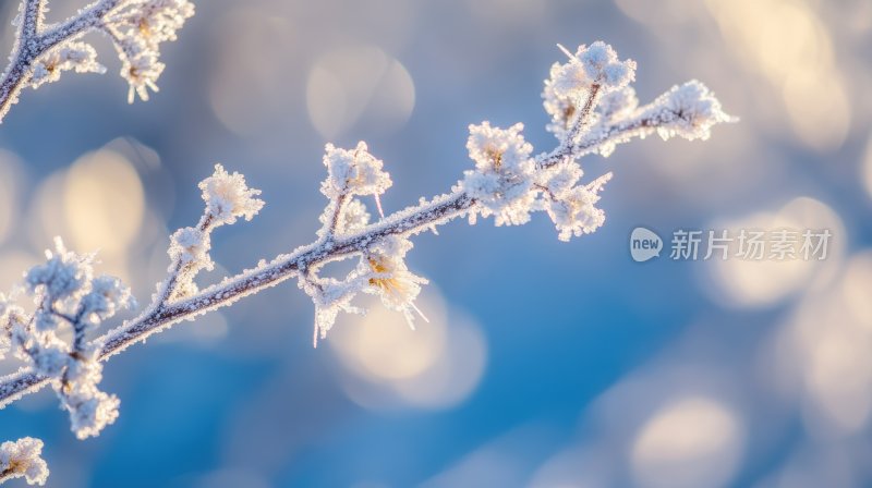 冬天树枝雾凇雪凇结冰雪景特写