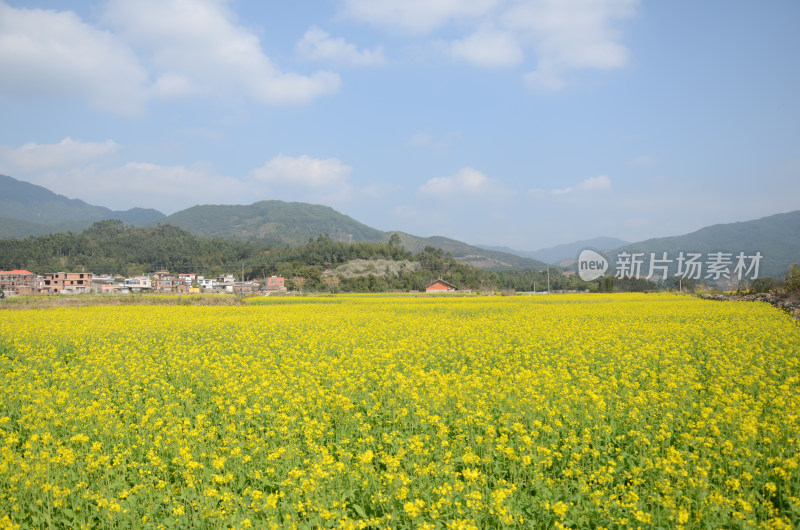 春天盛开的油菜花田