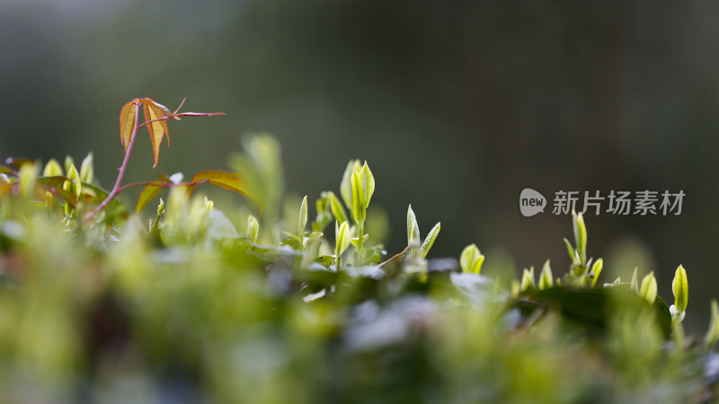 茶树生长春芽繁茂