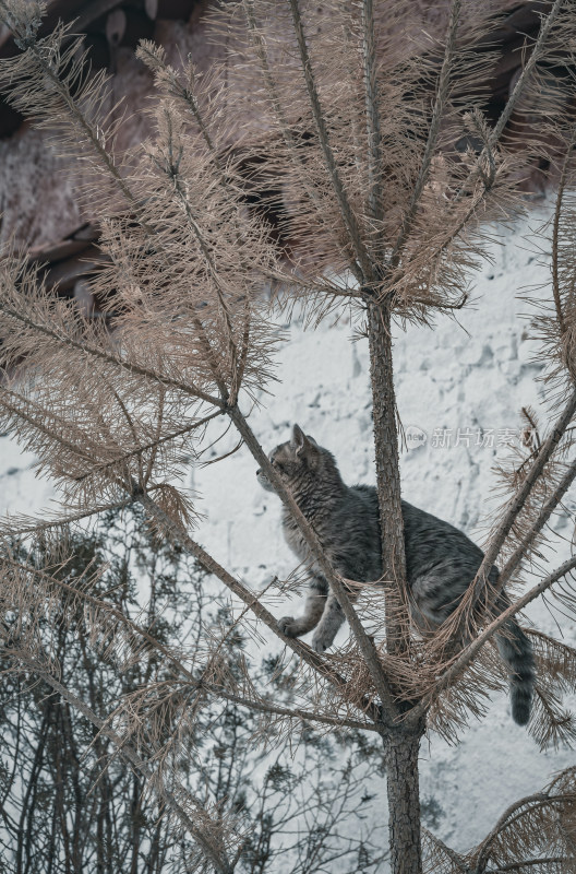 雪中的小猫