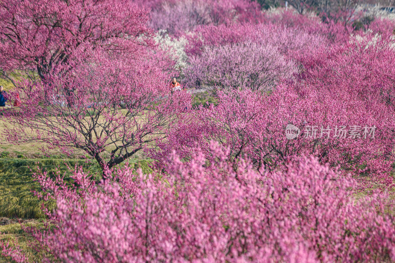 花开海上梅花节