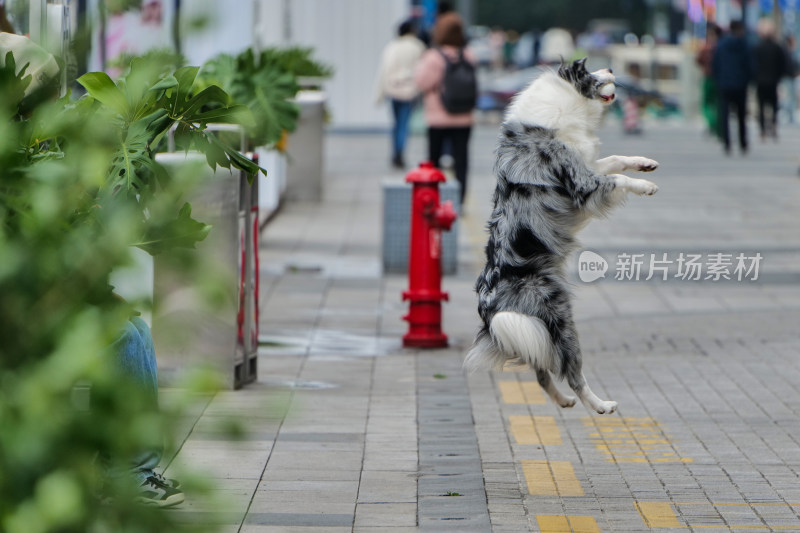 陨石边牧