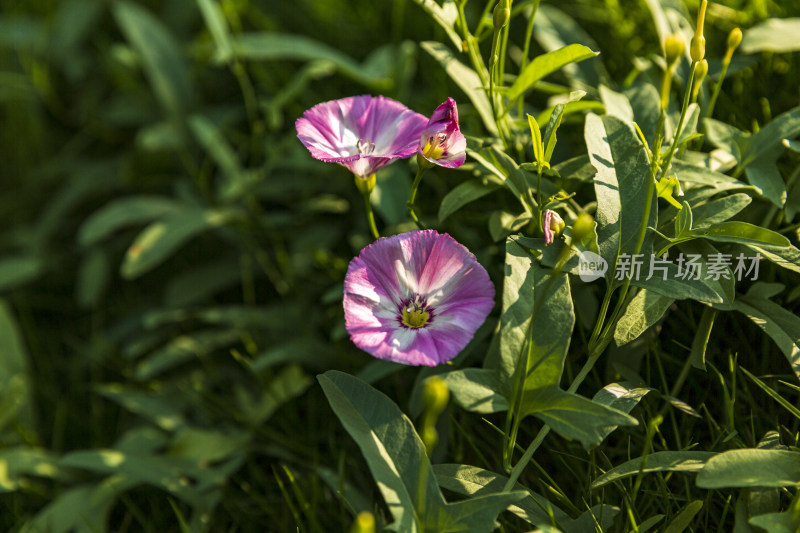 花花草草牵牛花