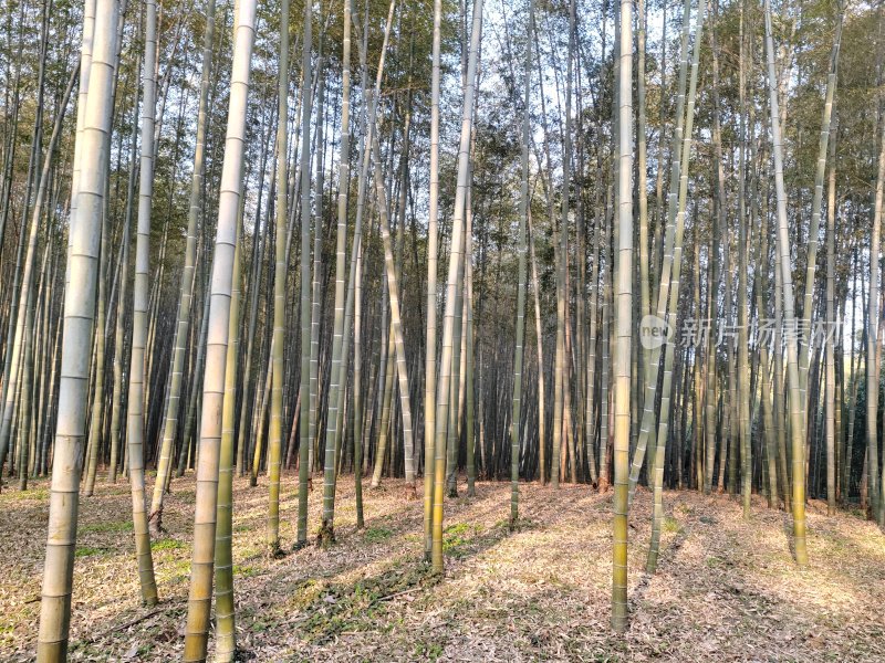 茂密竹林自然景观阳光照射下的画面