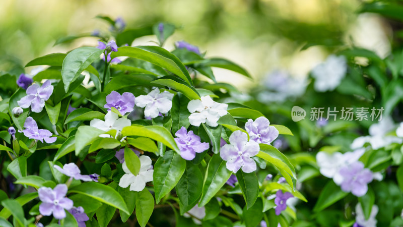 双色茉莉开花特写