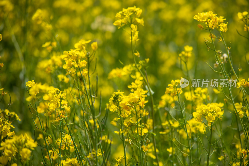 春天野外金灿灿的油菜花田金黄色花海