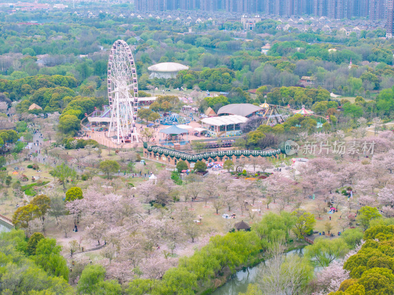 航拍上海宝山顾村公园樱花季樱花