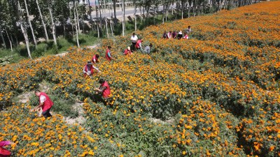 新疆农村采摘万寿菊