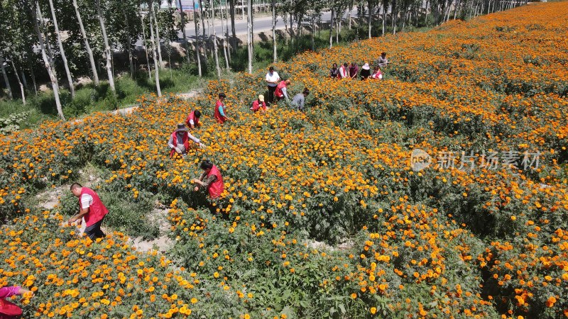 新疆农村采摘万寿菊