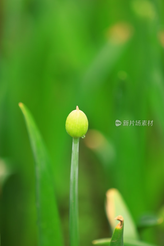 户外生长的湿花蕾特写