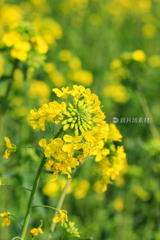 春天金黄的油菜花特写