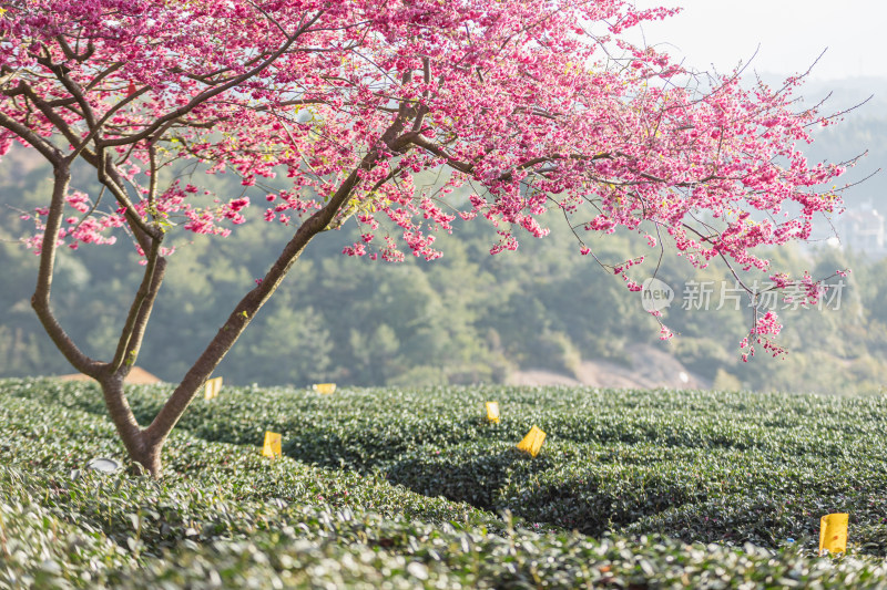 樱花盛开