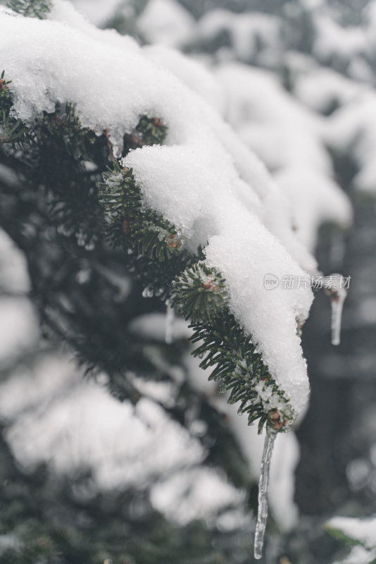 覆雪松树雾中景致