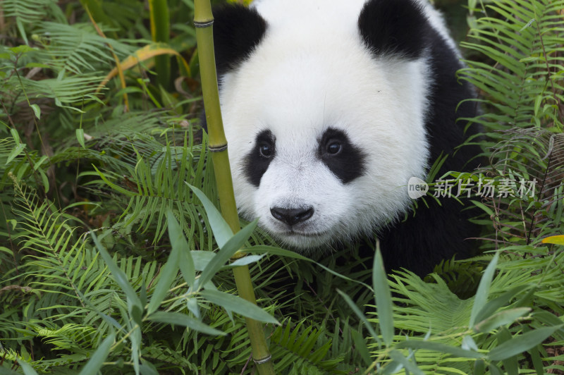 熊猫坐在竹林里吃竹子