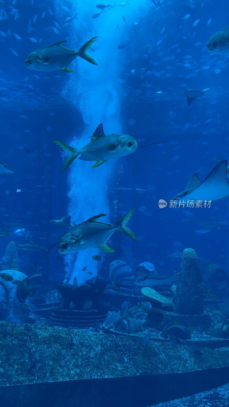 海南三亚亚特兰蒂斯失落的空间水族馆