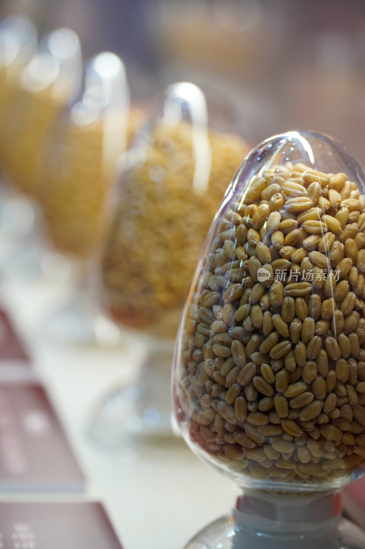 大麦黄豆粗粮粮食种子样本 