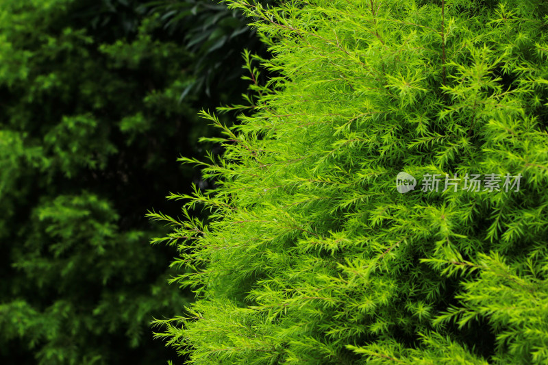 黄金串钱柳绿色植物背景