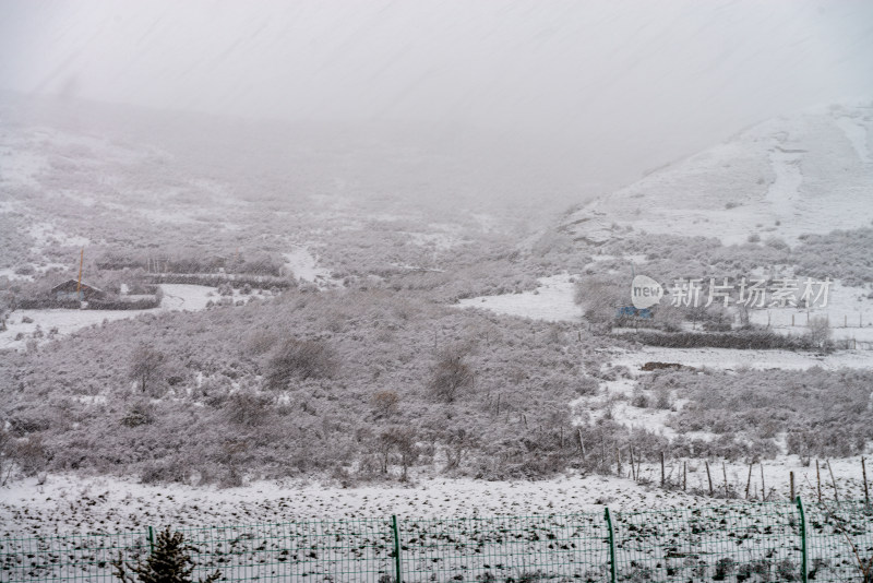 下雪的草原