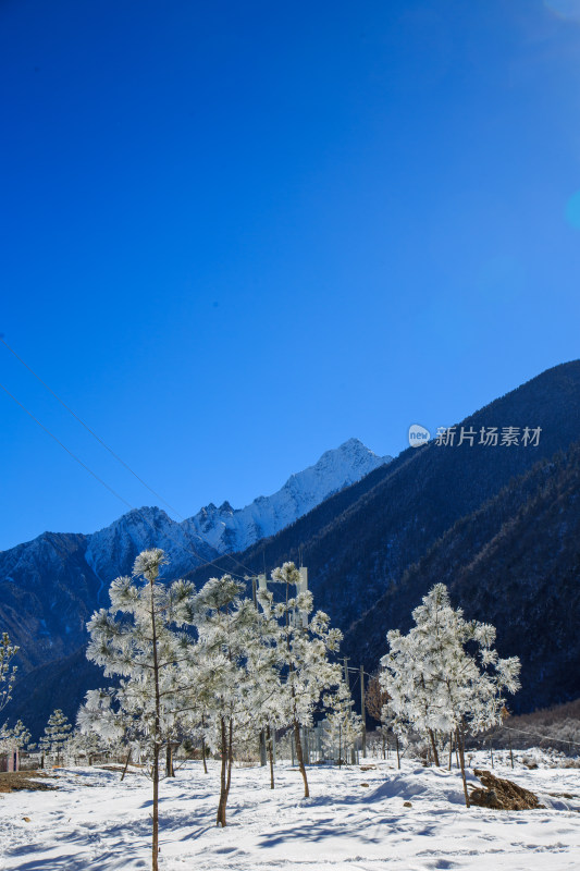 中国西藏地区冬季雾凇及雪绒花