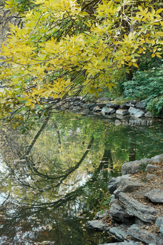 北京圆明园秋天树林风景