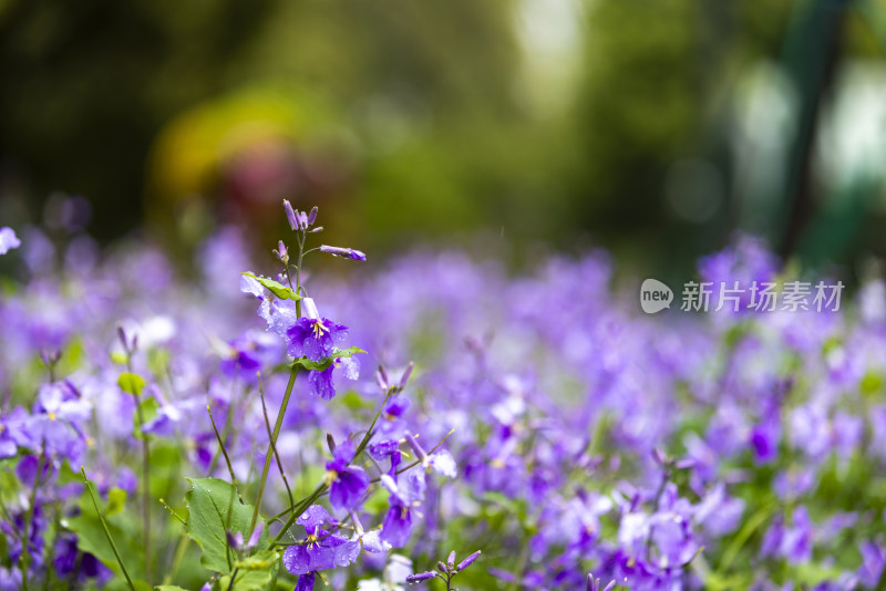 下雨天挂着雨滴的二月兰