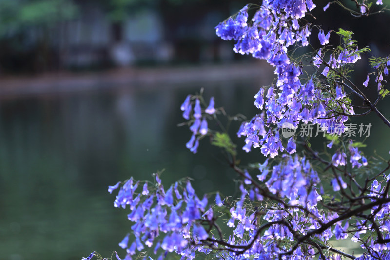 蓝花楹盛开