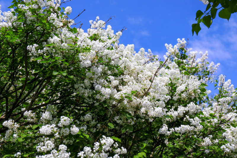 白色丁香花