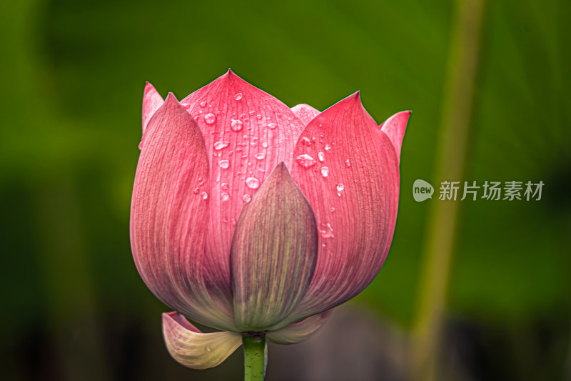 雨后荷花上的水珠