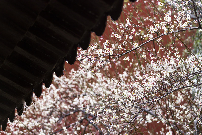 杭州 古风 下雨天 屋檐 梅花 红墙白梅