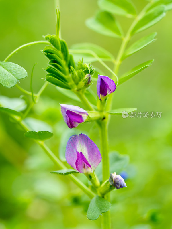 救荒野豌豆开花花朵微距特写