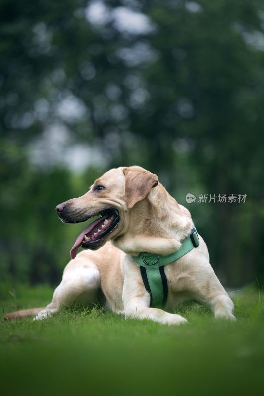 草地上趴着的拉布拉多犬