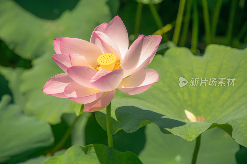 夏日荷花特写