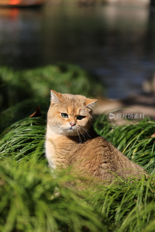 公园里的宠物猫金渐层