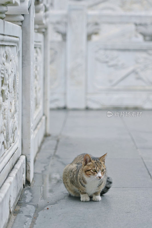 柳州文庙，古建筑与猫