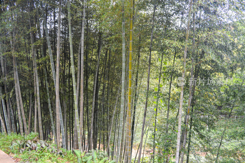 郁郁葱葱的竹林风景